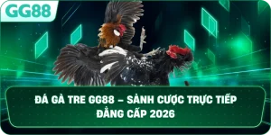 ĐÁ GÀ TRE GG88 – SÂN CHƠI CÁ CƯỢC TRỰC TIẾP KỊCH TÍNH VÀ UY TÍN