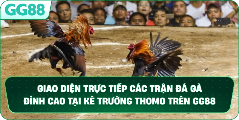 Giao diện trực tiếp các trận đá gà đỉnh cao tại kê trường Thomo livestream 4K trên GG88