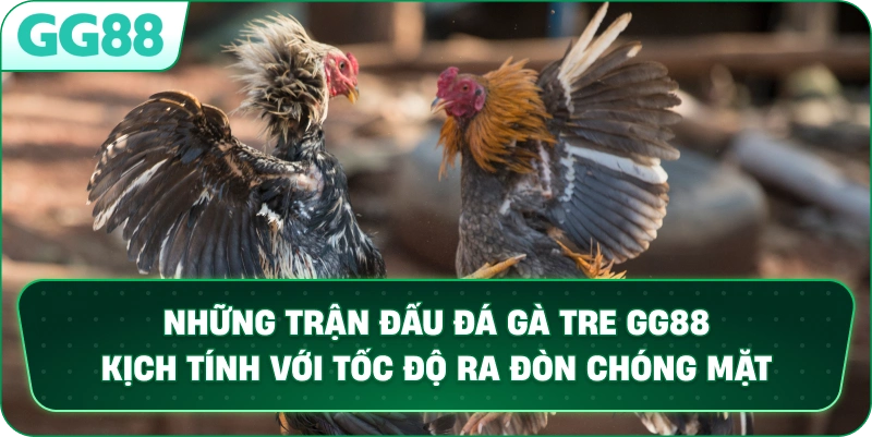 Những trận đấu Đá Gà Tre GG88 kịch tính với tốc độ ra đòn chóng mặt.