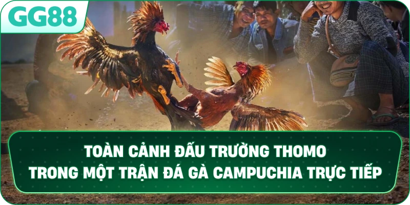  Toàn cảnh đấu trường Thomo trong một trận Đá Gà Campuchia trực tiếp.